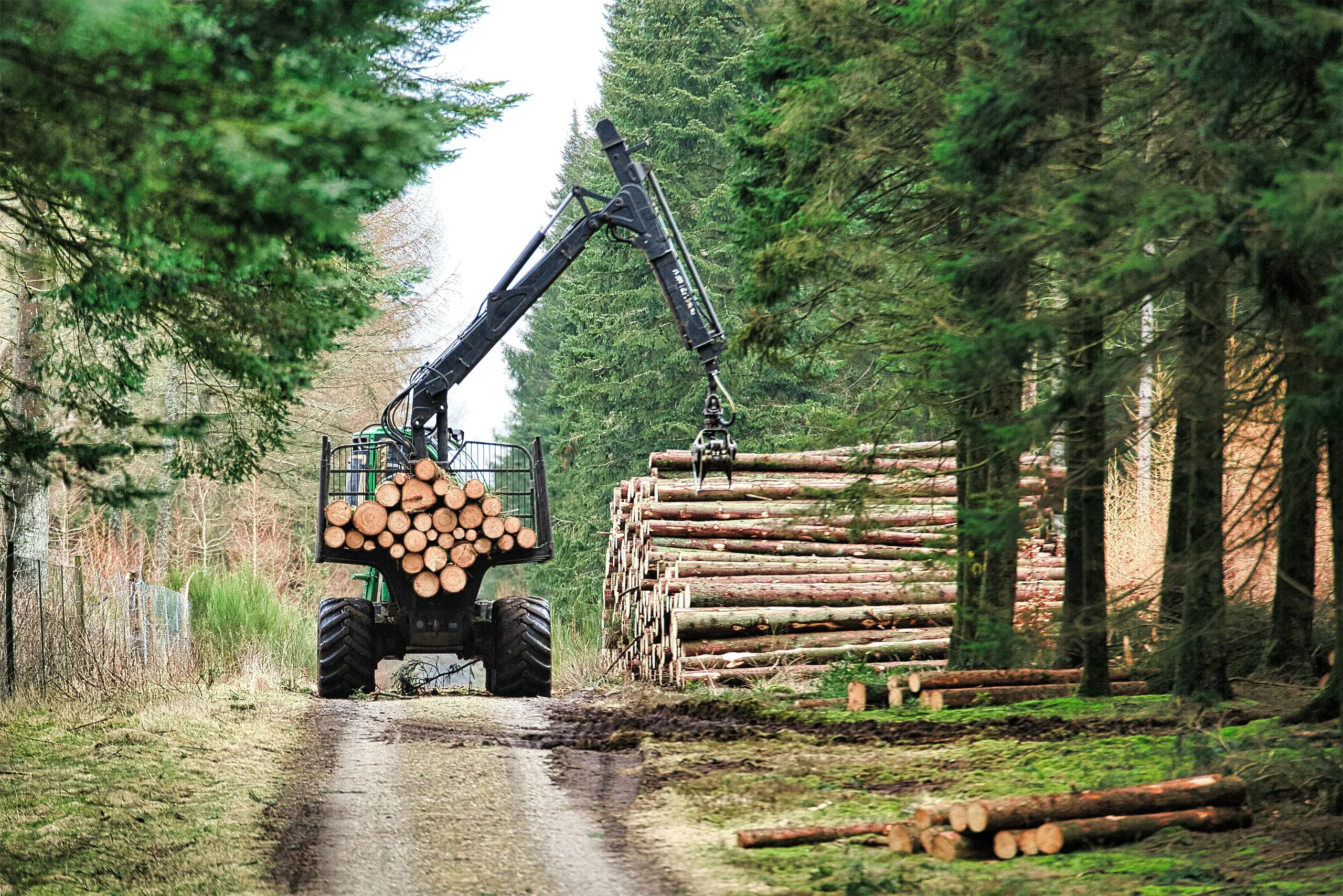 A log truck tree harvester collecting trees from a log pile in a forest