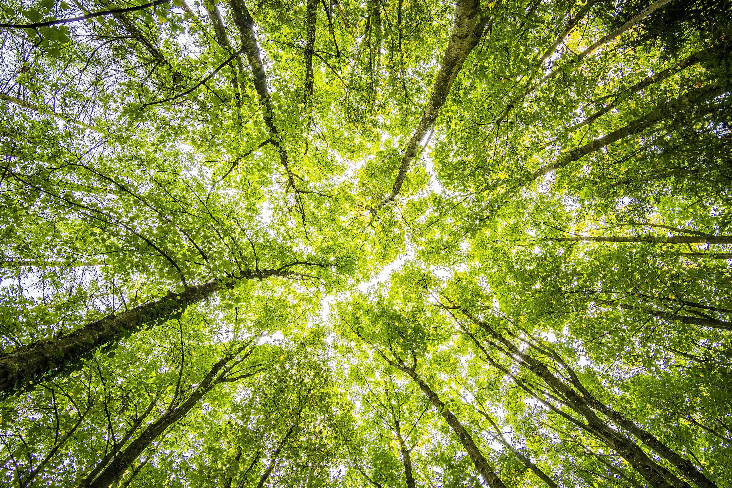 A beautiful view of the forest canopy looking up from the ground