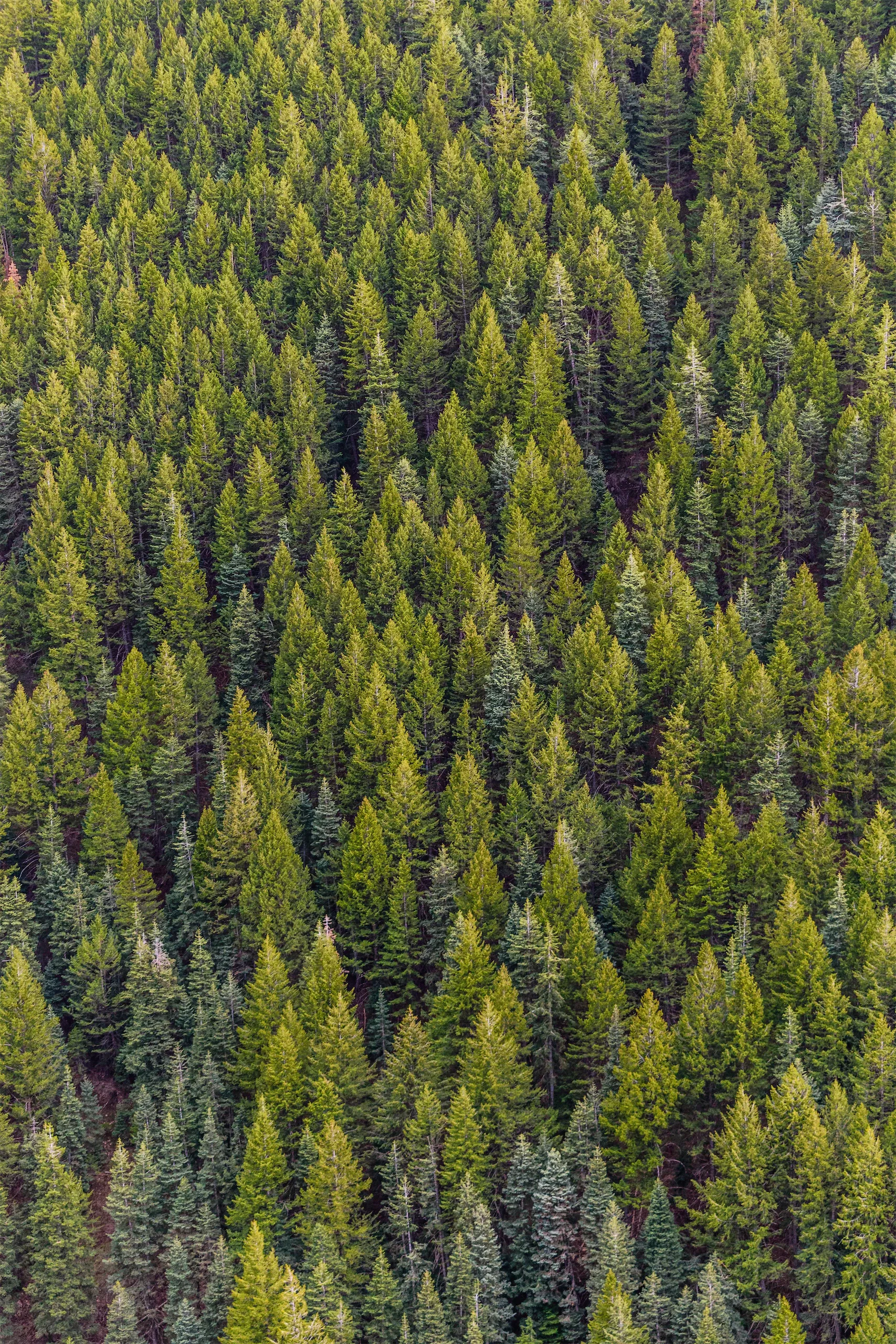 An aerial view of a densly-packed forest full of trees