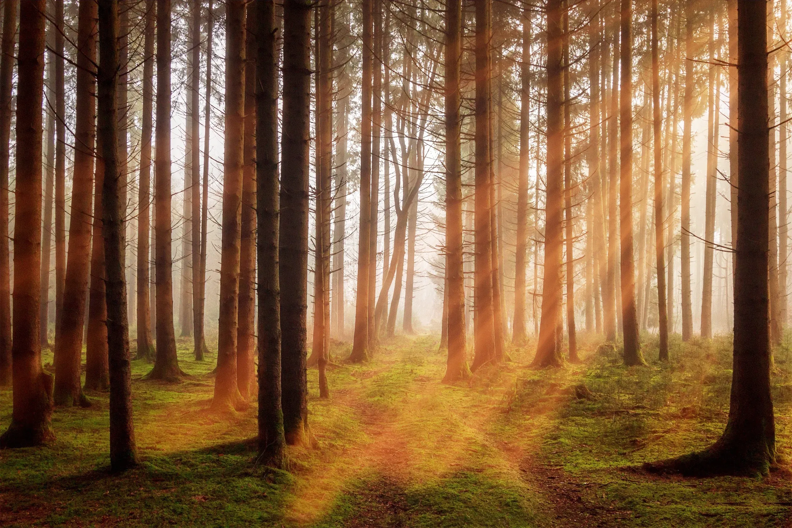 A beautiful picture of the morning sunlight casting sun rays through the forest